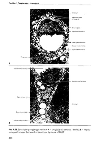 Гістологія людини. О. Д.Луцик,  Київ, 2003