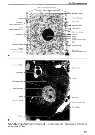 Гістологія людини. О. Д.Луцик,  Київ, 2003