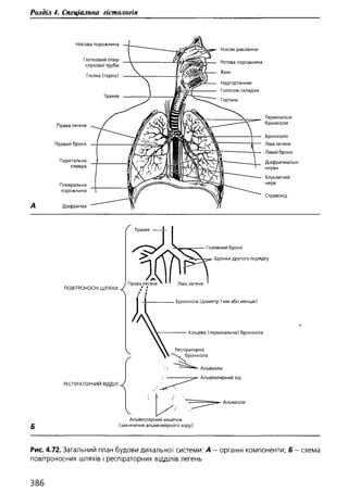 Гістологія людини. О. Д.Луцик,  Київ, 2003