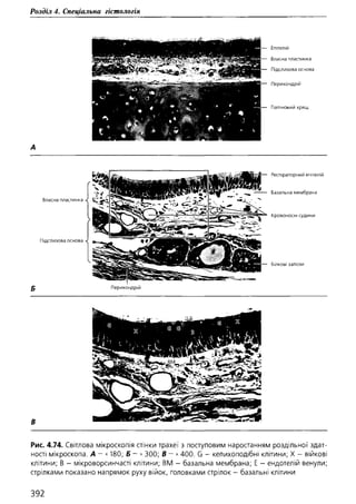 Гістологія людини. О. Д.Луцик,  Київ, 2003