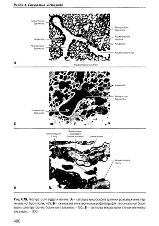 Гістологія людини. О. Д.Луцик,  Київ, 2003