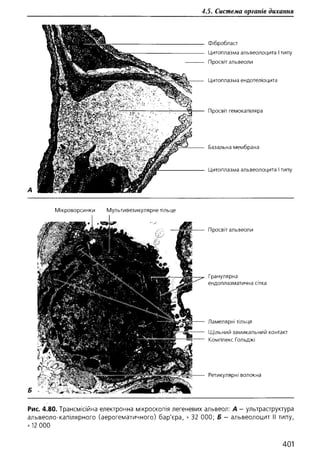 Гістологія людини. О. Д.Луцик,  Київ, 2003