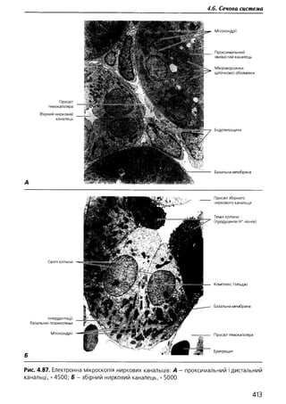 Гістологія людини. О. Д.Луцик,  Київ, 2003