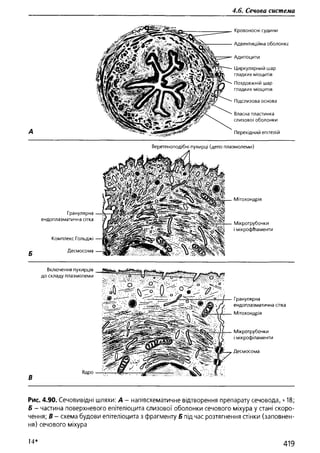 Гістологія людини. О. Д.Луцик,  Київ, 2003