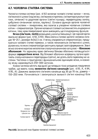 Гістологія людини. О. Д.Луцик,  Київ, 2003