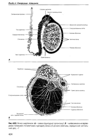 Гістологія людини. О. Д.Луцик,  Київ, 2003