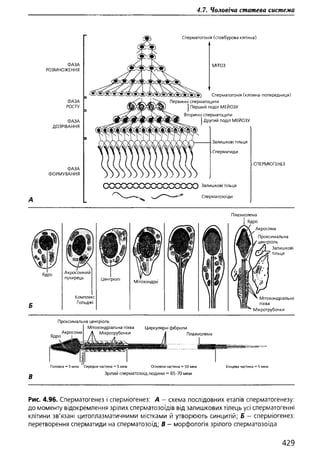 Гістологія людини. О. Д.Луцик,  Київ, 2003