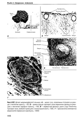 Гістологія людини. О. Д.Луцик,  Київ, 2003