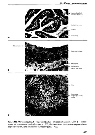 Гістологія людини. О. Д.Луцик,  Київ, 2003