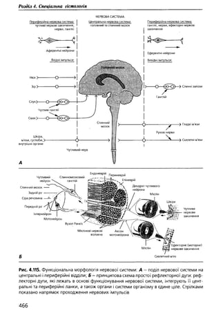 Гістологія людини. О. Д.Луцик,  Київ, 2003