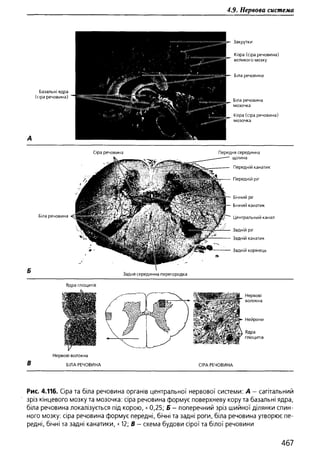 Гістологія людини. О. Д.Луцик,  Київ, 2003