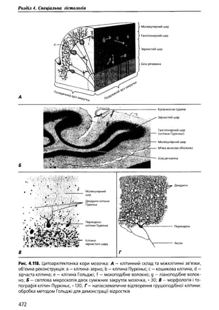 Гістологія людини. О. Д.Луцик,  Київ, 2003