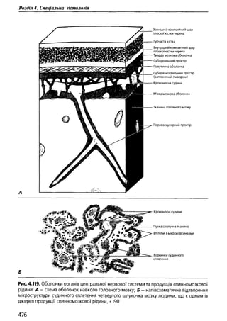 Гістологія людини. О. Д.Луцик,  Київ, 2003