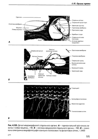 Гістологія людини. О. Д.Луцик,  Київ, 2003