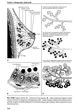 Гістологія людини. О. Д.Луцик,  Київ, 2003