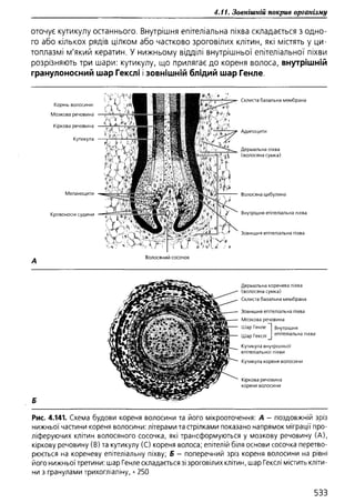 Гістологія людини. О. Д.Луцик,  Київ, 2003