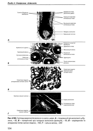 Гістологія людини. О. Д.Луцик,  Київ, 2003