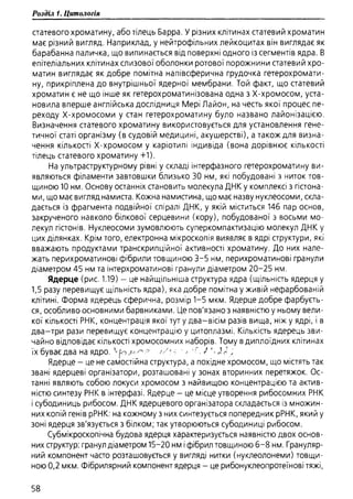 Гістологія людини. О. Д.Луцик,  Київ, 2003