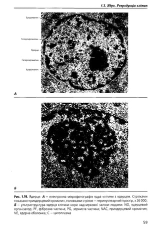 Гістологія людини. О. Д.Луцик,  Київ, 2003
