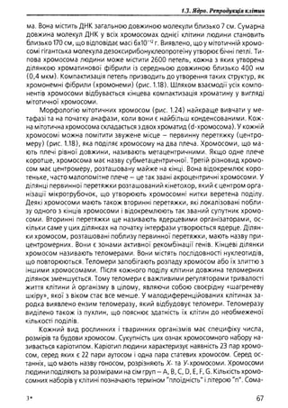 Гістологія людини. О. Д.Луцик,  Київ, 2003