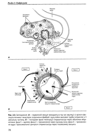 Гістологія людини. О. Д.Луцик,  Київ, 2003