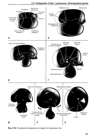 Гістологія людини. О. Д.Луцик,  Київ, 2003
