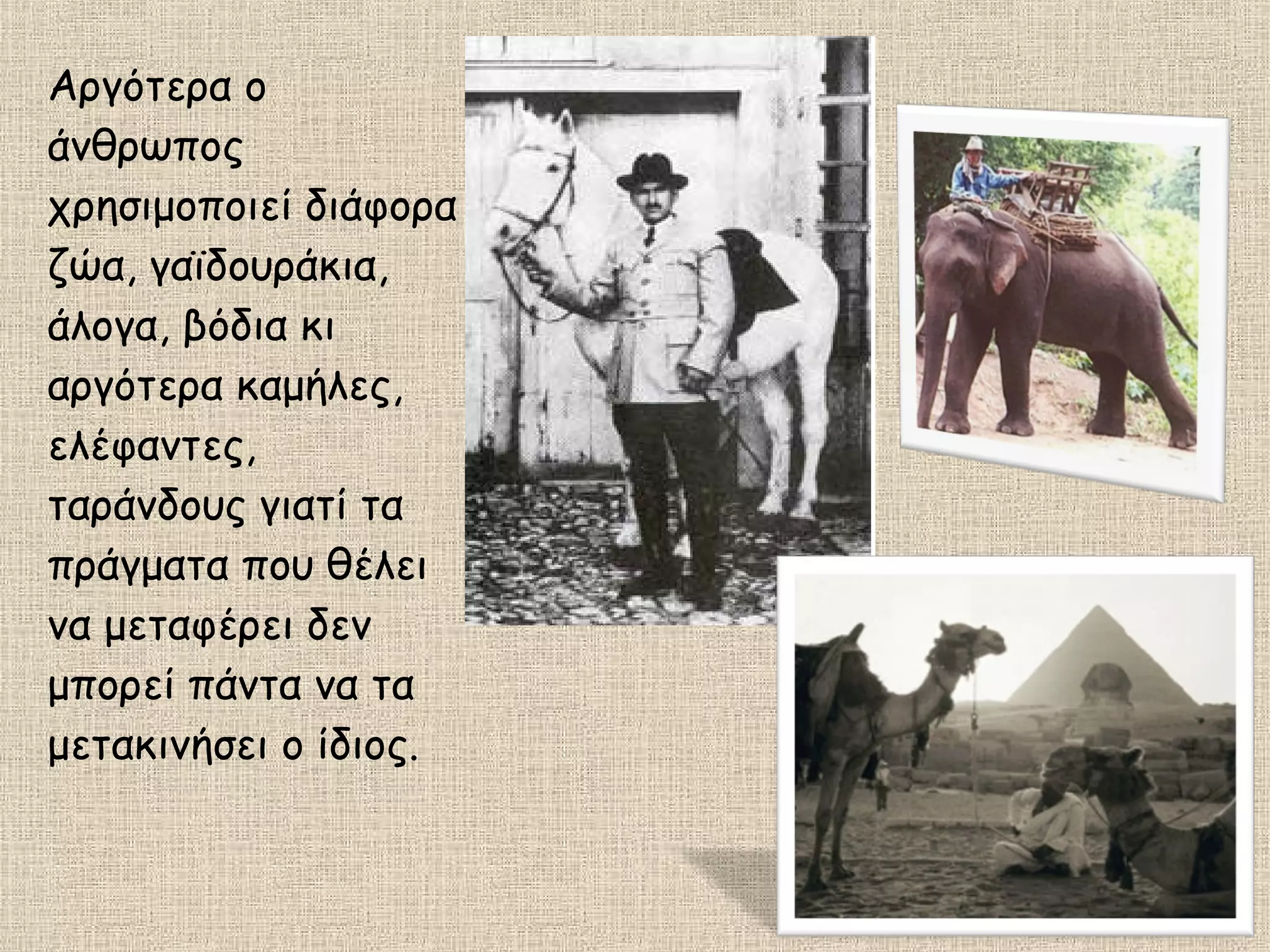 Αργότερα ο
άνθρωπος
χρησιμοποιεί διάφορα
ζώα, γαϊδουράκια,
άλογα, βόδια κι
αργότερα καμήλες,
ελέφαντες,
ταράνδους γιατί τα
πράγματα που θέλει
να μεταφέρει δεν
μπορεί πάντα να τα
μετακινήσει ο ίδιος.
 