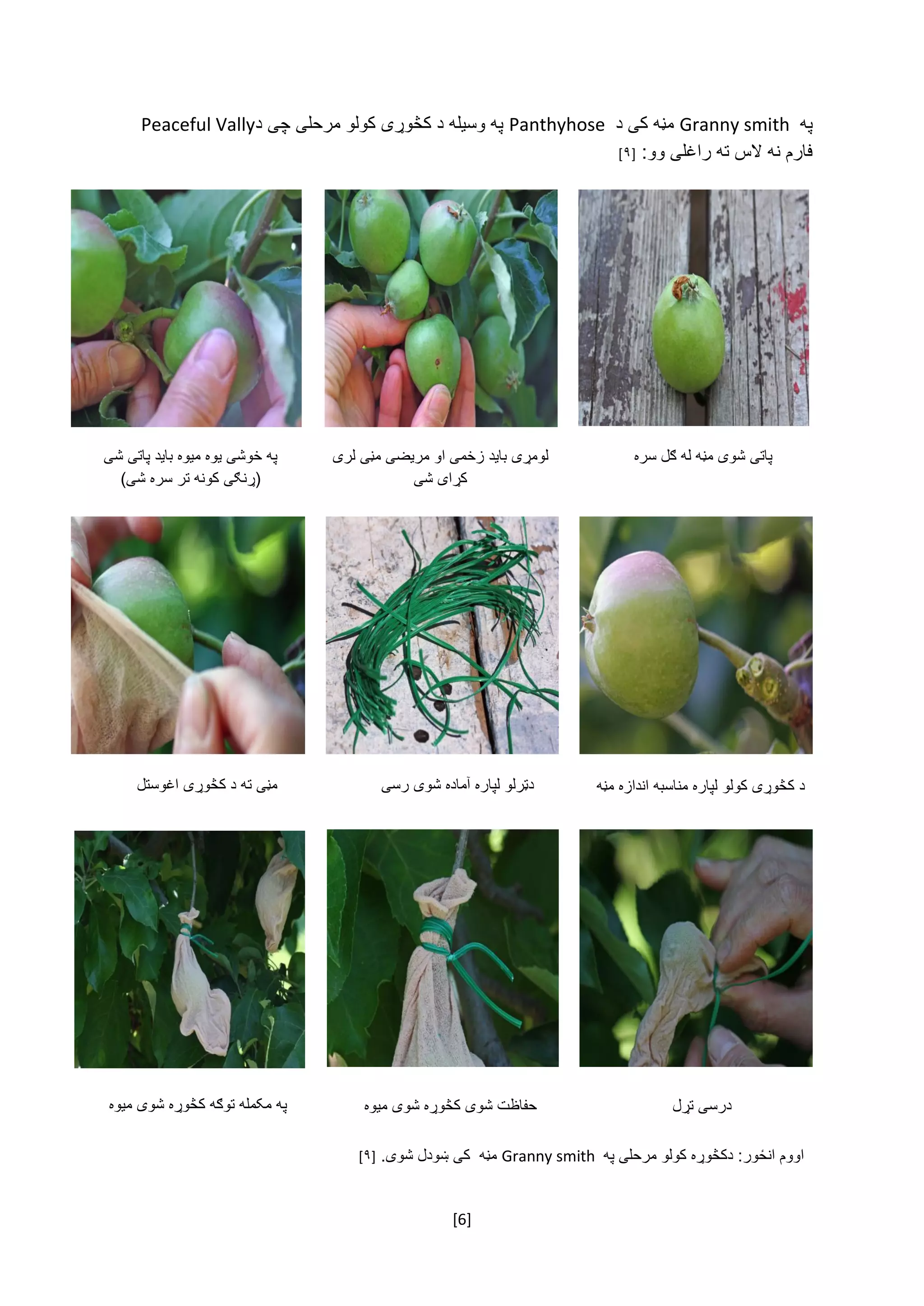 [6]
‌‫په‬Granny smith‌‌‫مڼه‌کی‌د‬Panthyhose‌‫په‌وسیله‌د‌کڅوړی‌کولو‌مرحلی‬‌‫چی‌د‬Peaceful Vally‌
‫فارم‌نه‌الس‌ته‌راغلی‌وو‬:‌[۹]‌
‌‫د‌کڅوړی‌کولو‌لپاره‬‫مناسبه‌اندازه‌مڼه‬
‫پاتی‌شوی‌مڼه‌له‌ګل‌سره‬‌‫لومړی‌باید‌زخمی‌او‌مریضی‌مڼی‌لری‬
‫کړای‌شی‬
‌‌‌‌‫په‌خوشی‌یوه‌میوه‌باید‌پاتی‌شی‬
)‫(ړنګی‌کونه‌تر‌سره‌شی‬
‫دټرلو‌لپاره‌آماده‌شوی‌رسی‬‫مڼی‌ته‌د‌کڅوړی‌اغوستل‬
‫درسی‌تړل‬‫حفاظت‌شوی‌کڅوړه‌شوی‌میوه‬‫په‌مکمله‌توګه‬‌‫کڅوړه‌شوی‌میوه‬
‌‫اووم‌انځور:‌دکڅوړه‌کولو‌مرحلی‌په‬Granny smith‌‌.‫مڼه‌‌کی‌ښودل‌شوی‬[۹]‌
‌
 