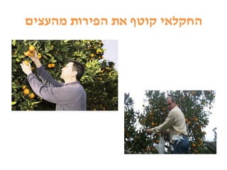 ‫מהעצים‬ ‫הפירות‬ ‫את‬ ‫קוטף‬ ‫החקלאי‬
 