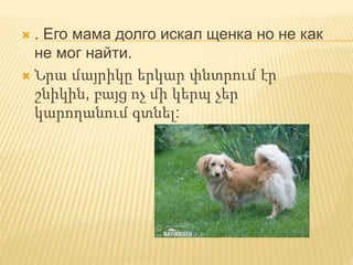  . Его мама долго искал щенка но не как
не мог найти.
 Նրա մայրիկը երկար փնտրում էր
շնիկին, բայց ոչ մի կերպ չեր
կարողանում գտնել:
 