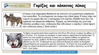 Γκρίζος και κόκκινος λύκος
Ο λύκος είναι σαρκοφάγο θηλαστικό και αποτελεί τον μεγαλύτερο εκπρόσωπο
των κυνοειδών. Το επιστημονικό του όνομα είναι Canis lupus. Ο λύκος πήρε την
τωρινή του μορφή εδώ και 1 εκατομμύριο έτη περίπου, δηλαδή πολύ πριν την
εμφάνιση του σημερινού ανθρώπου. Σήμερα, ως αποτέλεσμα της γενετικής
εξέλιξης χιλιάδων ετών, επιβιώνουν δύο είδη λύκων: ο γκρίζος ( Canis lupus )
και ο κόκκινος λύκος ( Canis rufus ).
Το βάρος του μεσογειακού λύκου κυμαίνεται από 20 ως 40 κιλά και το μήκος του φθάνει το 1
με 1,5 μέτρο . Στο τρίχωμα του κυριαρχεί το καφέ σώμα με χαρακτηριστική γκρίζα ράχη. Το
κρανίο του είναι μεγάλο σε σχέση με το σώμα του, με ισχυρές γνάθους για αρπαγή και
τεμαχισμό της λείας. Διαθέτει 42 δόντια με χαρακτηριστικά μεγάλους κυνόδοντες που
φθάνουν ως και 7εκ. Το δάγκωμά του έχει απίστευτη δύναμη και μπορεί να διαπεράσει
στρώμα δέρματος και τριχώματος αρκετών εκατοστών. Το στέρνο του είναι μυώδες και τα
πόδια του εξαιρετικά δυνατά και ψηλά ώστε ν' αναπτύσσει μεγάλες ταχύτητες, ως και 40
km/h , όταν τρέχει.
http://ebooks.edu.gr/modules/ebook/show.php/DSGL105/229/1695,5441/
 