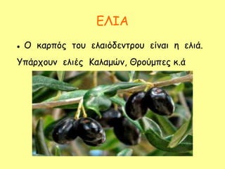 ΕΛΙΑ
 Ο καρπός του ελαιόδεντρου είναι η ελιά.
Υπάρχουν ελιές Καλαμών, Θρούμπες κ.ά
 
