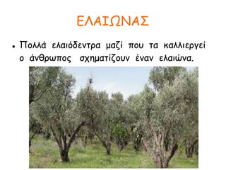 ΕΛΑΙΩΝΑΣ
 Πολλά ελαιόδεντρα μαζί που τα καλλιεργεί
ο άνθρωπος σχηματίζουν έναν ελαιώνα.
 