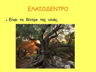 ΕΛΑΙΟΔΕΝΤΡΟ
 Είναι το δέντρο της ελιάς.
 
