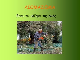 ΙΟΜΑΖΩΜΑ
Είναι το μάζεμα της ελιάς.
 