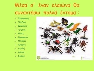 Μέσα σ' έναν ελαιώνα θα
συναντήσω πολλά έντομα :
 Σκαραβαίους
 Τζιτζίκια
 Βρομούσες
 Τριζόνια
 Μύγες
 Χρυσόμυγες
 Μέλισσες
 Αράχνες
 Ακρίδες
 Δάκους
 Σφήκες
 