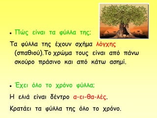 Πώς είναι τα φύλλα της;
Τα φύλλα της έχουν σχήμα λόγχης
(σπαθιού).Το χρώμα τους είναι από πάνω
σκούρο πράσινο και από κάτω ασημί.
 Έχει όλο το χρόνο φύλλα;
Η ελιά είναι δέντρο α-ει-θα-λές.
Κρατάει τα φύλλα της όλο το χρόνο.
 