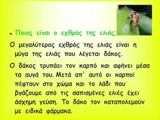  Ποιος είναι ο εχθρός της ελιάς;
Ο μεγαλύτερος εχθρός της ελιάς είναι η
μύγα της ελιάς που λέγεται δάκος.
Ο δάκος τρυπάει τον καρπό και αφήνει μέσα
τα αυγά του. Μετά απ' αυτό οι καρποί
πέφτουν στο χώμα και το λάδι που
βγάζουμε από τις σαπισμένες ελιές έχει
άσχημη γεύση. Το δάκο τον καταπολεμούν
με ειδικά φάρμακα.
 