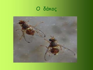 Ο δάκος
 