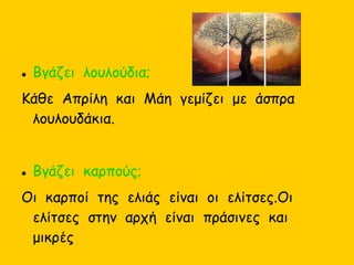  Βγάζει λουλούδια;
Κάθε Απρίλη και Μάη γεμίζει με άσπρα
λουλουδάκια.
 Βγάζει καρπούς;
Οι καρποί της ελιάς είναι οι ελίτσες.Οι
ελίτσες στην αρχή είναι πράσινες και
μικρές
 