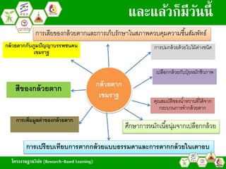 โครงงานฐานวิจัย (Research-Based Learning)
และแล้วก็มีวันนี้
กล้วยตำกกับภูมปัญญำบรรพชนคน
เขมรำฐ
กำรเพิ่มมูลค่ำของกล้วยตำก
การบ่มกล้วยด้วยใบไม้ต่างชนิด
กล้วยตำก
เขมรำฐ
เปลือกกล้วยกับปุ๋ ยหมักชีวภาพ
สีของกล้วยตำก
คุณสมบัติของน้าหวานที่ได้จาก
กระบวนการทากล้วยตาก
กำรเปรียบเทียบกำรตำกกล้วยแบบธรรมดำและกำรตำกกล้วยในเตำอบ
ศึกษาการหมักเนื้อนุ่มจากเปลือกกล้วย
การเสียของกล้วยตากและการเก็บรักษาในสภาพควบคุมความชื้นสัมพัทธ์
โครงงานฐานวิจัย (Research-Based Learning)
 