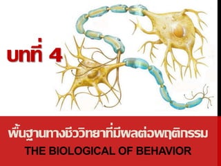 พื้นฐานทางชีววิทยาที่มีผลต่อพฤติกรรม
THE BIOLOGICAL OF BEHAVIOR
บทที่ 4
 