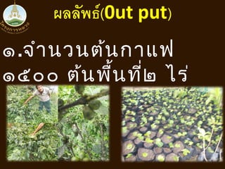 ๑.จำำนวนต้นกำแฟ
๑๕๐๐ ต้นพื้นที่๒ ไร่
 