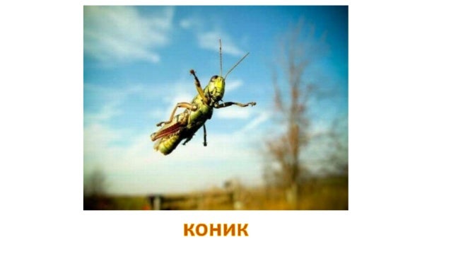 коник