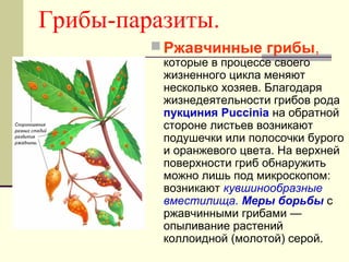Воздействие на березу и другие деревья
