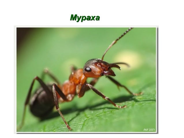 мураха