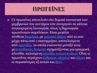  Οι πρωτεΐνες αποτελούν είτε δομικά συστατικά των
μεμβρανών του κυττάρου είτε συνεργούν σε κάποια
συγκεκριμένη λειτουργία...