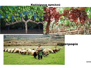 Καλλιέργεια αμπελιού
κτηνοτροφία
ηνοτρ
 