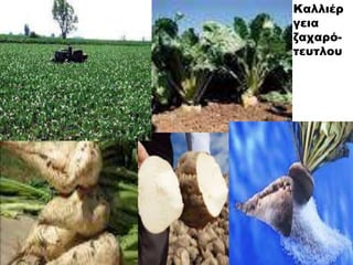 Καλλιέρ
γεια
ζαχαρό-
τευτλου
 