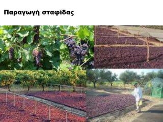 Παραγωγή σταφίδας
 
